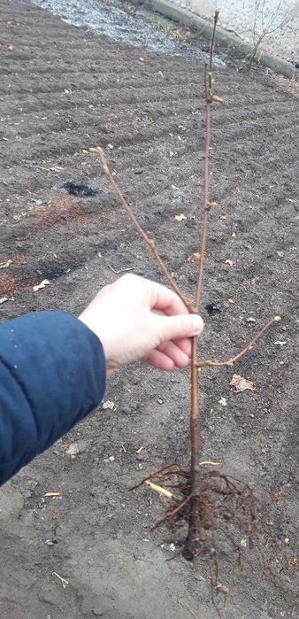 Funduk yong'og'i (фундук е'нгоги) ko'chatlari sotiladi,1 yoshdan 4 yos