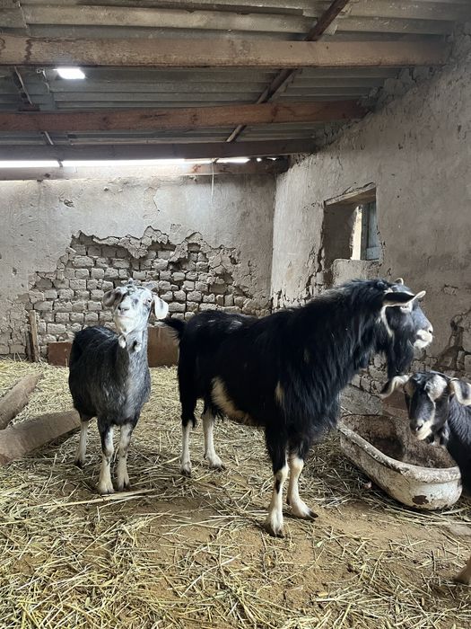 Ешкілер сатылады!