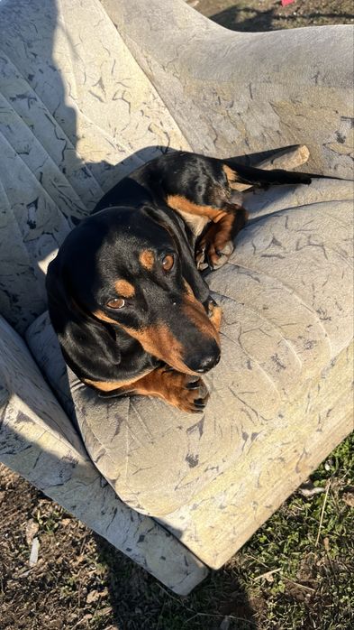 Ищем невесту таксу