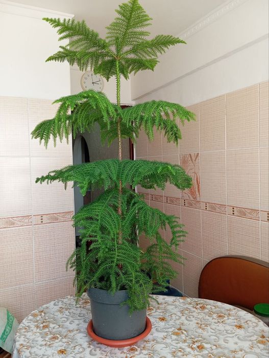 Комнатные растения