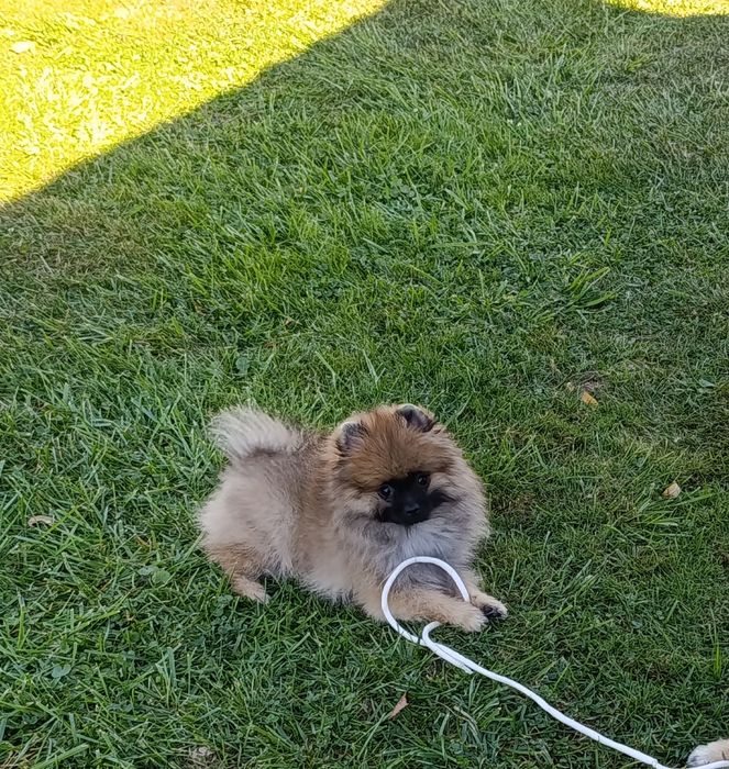 Pomeranian mini toy