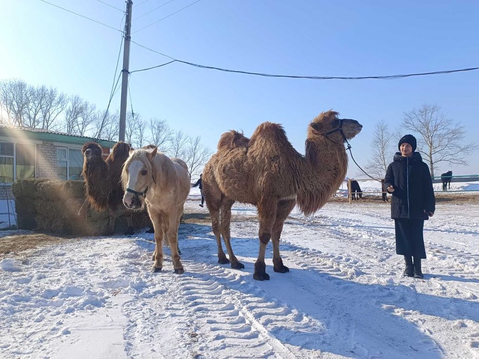 Лошади ,верховые ,упряжеые