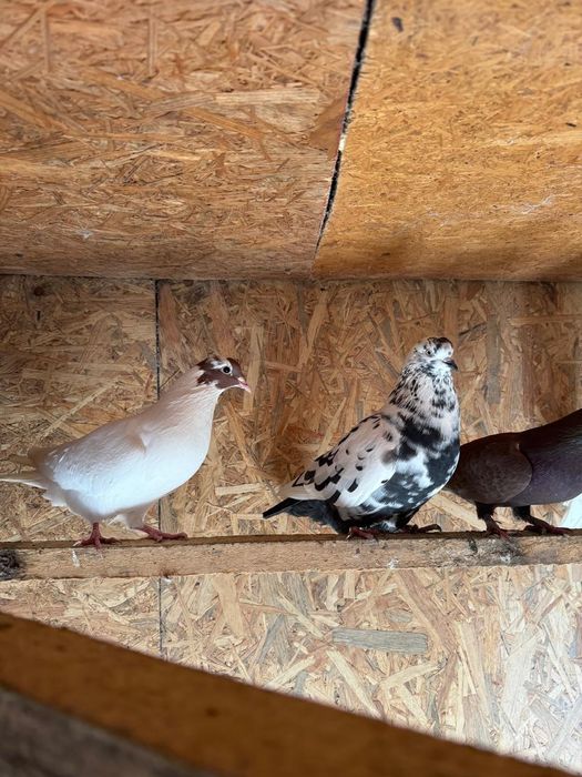 Голуби бойные в Косшы