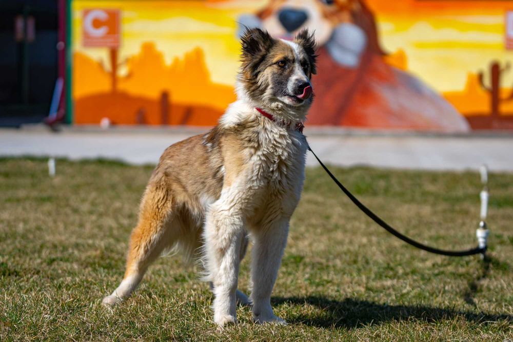 Собака (3 года) в добрые руки