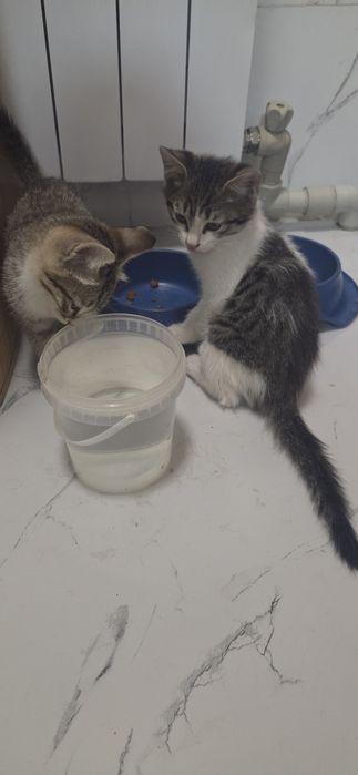 Отдам котят добрые руки