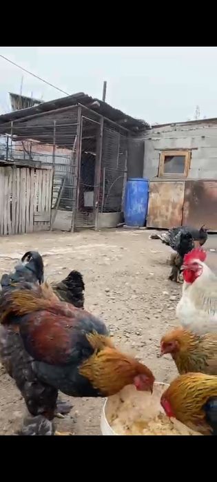 Куропатч.Адлер әтештері сатылады