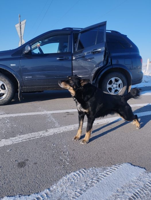 Пропала пёс  может кто видел соощите
