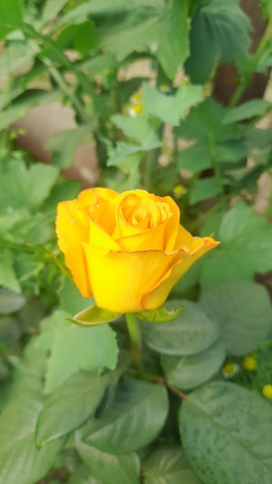 Саженцы розы Сортовые