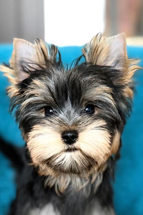 pui Yorkshire Terrier