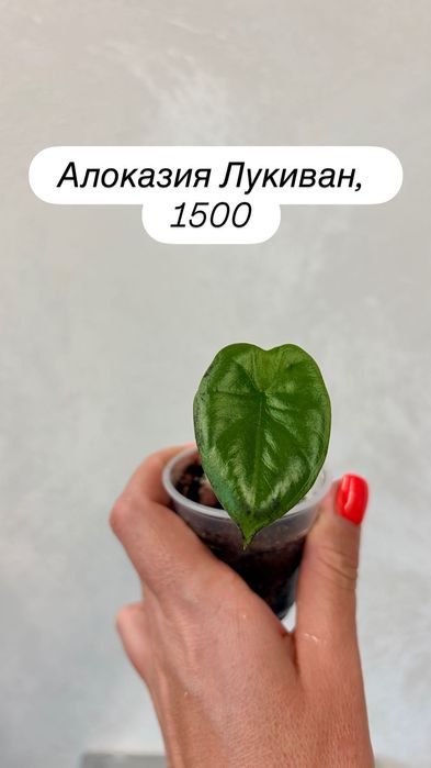 Детки алоказий адаптированные