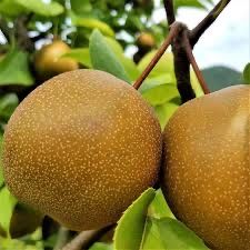 Par japonez nashi hosui