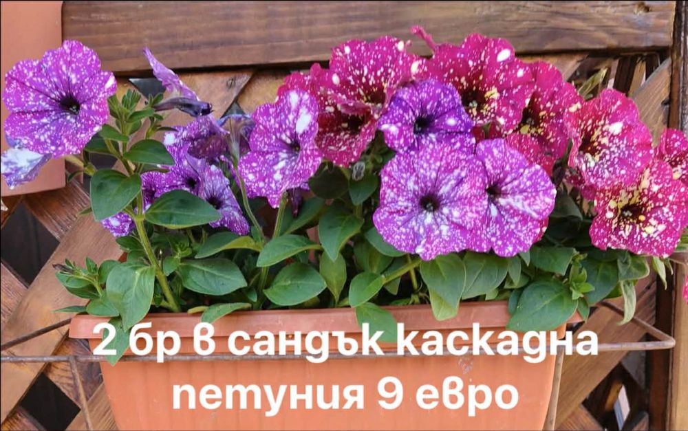 Каскадна петуния