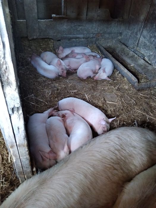Продам поросят..