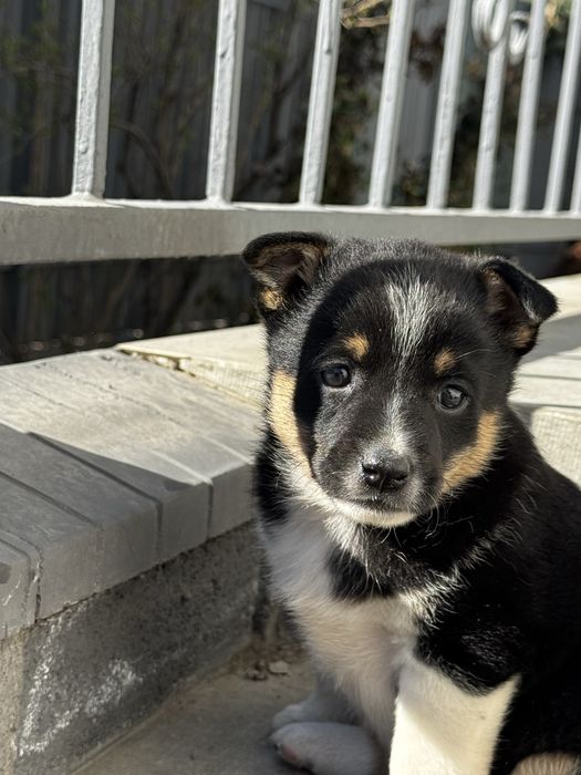 Щенки девочки 1,5 месяца