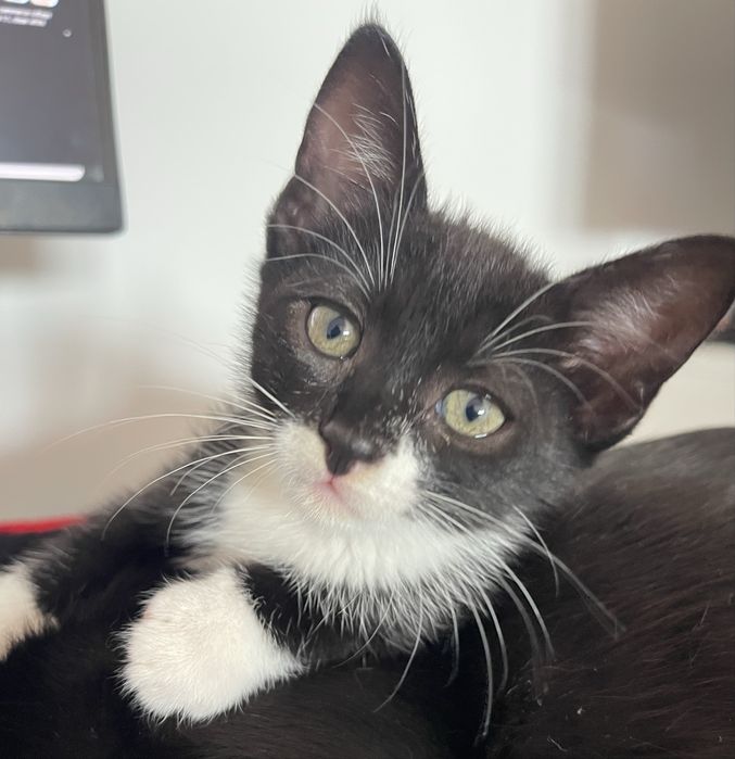 Adoptia Pisicuta 3 luni