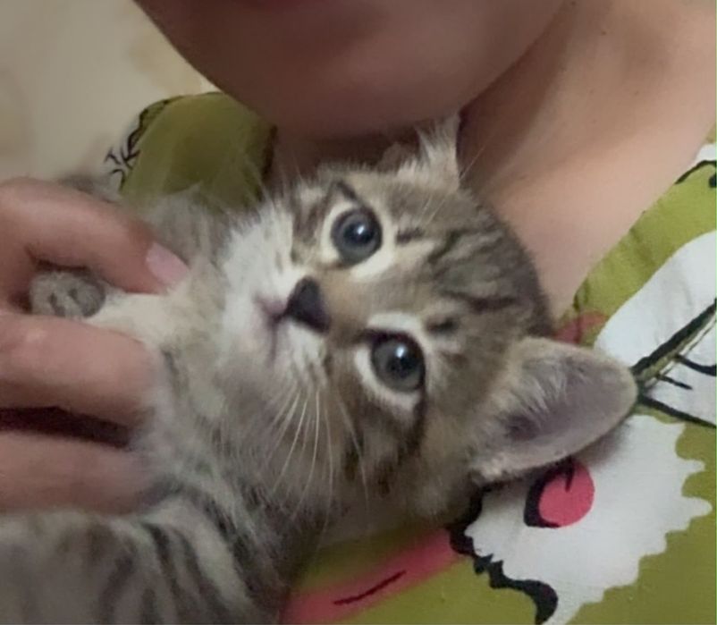 Продается котенки