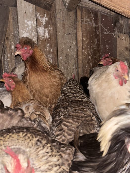 Disponibile găini și pui !