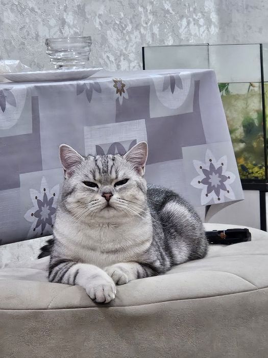 Skottish strayd sotiladi