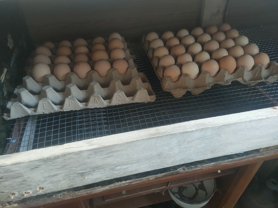 Астана пригродный эңкубационный яйцо