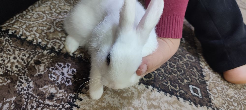 Кролик декоративный quyonla sotiladi