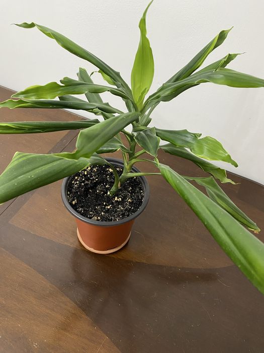 Комнатные цветы по 2000тенге