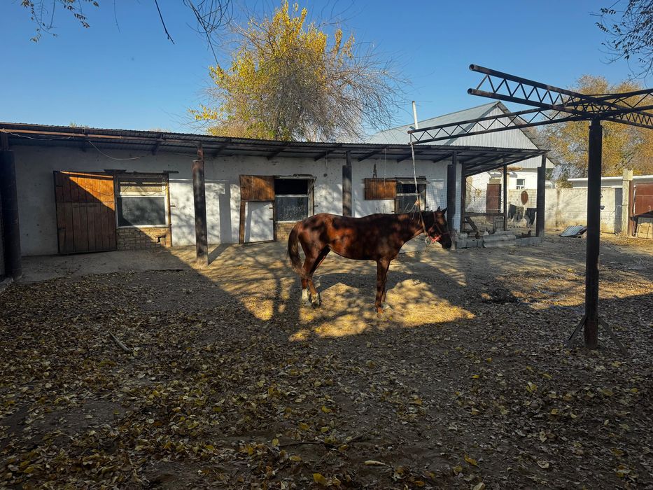 Продам дом с базой в жаркенте