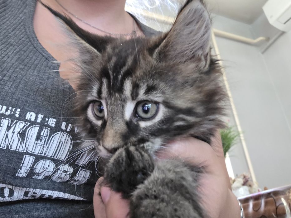 Котята Мейн Кун 2 месяца