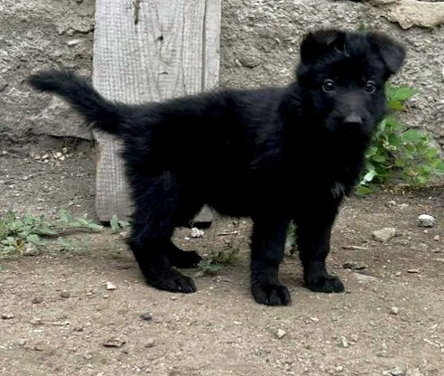 Щенки немецкой овчарки