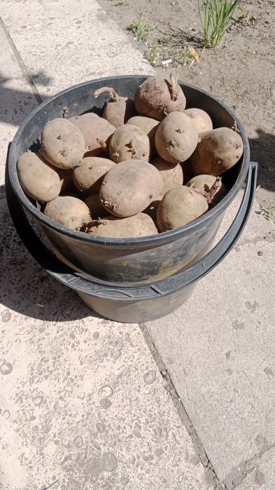 Продам семенной картофель