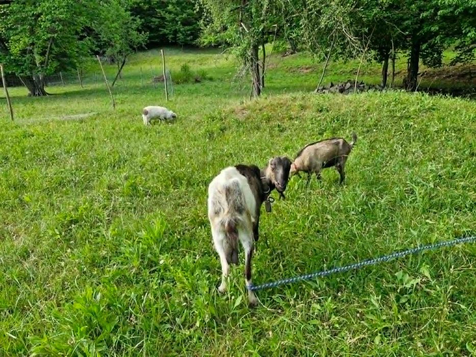 Capra 5-6 ani , are lapte