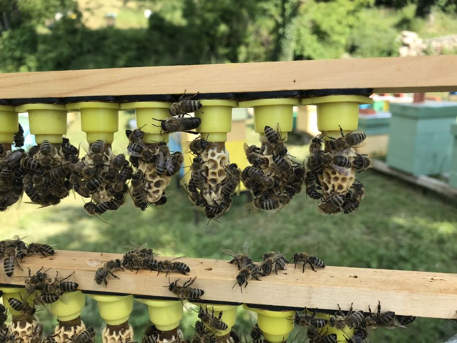 Малки пчелни семейства (отводки) 2026