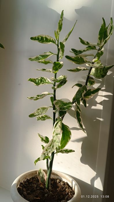 Оксалис Кислица фиолет.