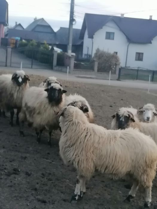 Oi de vanzare tinire dea fata