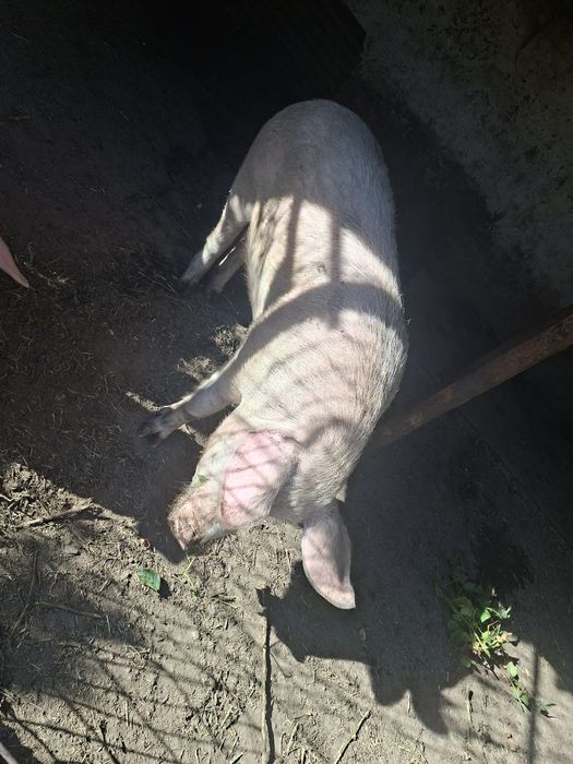 Продам на племя кабана