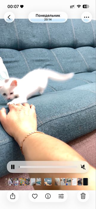 Отдам белого котенка