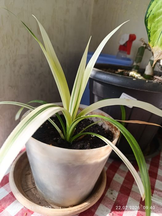 Комнатные  цветы