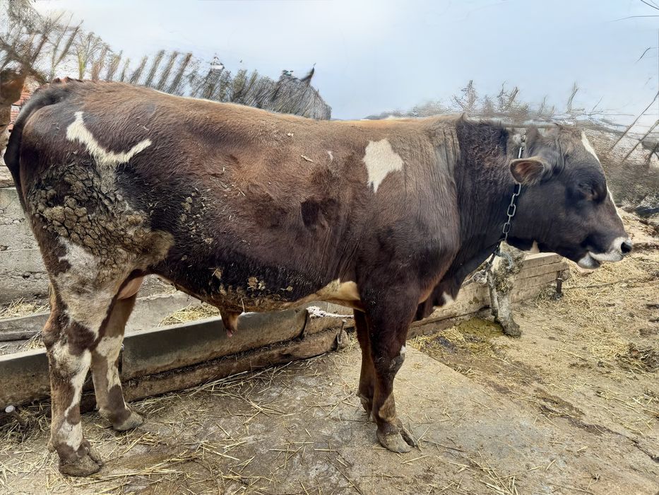 Продавам угоени телета