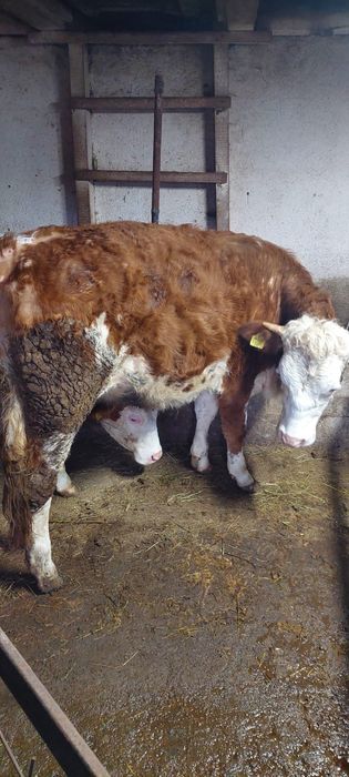 Vand 2 juninci baltata romaneasca