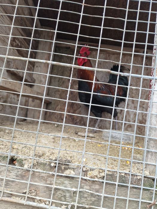 Păsări de rasă mare