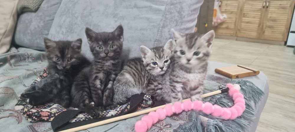котята в добрые  руки