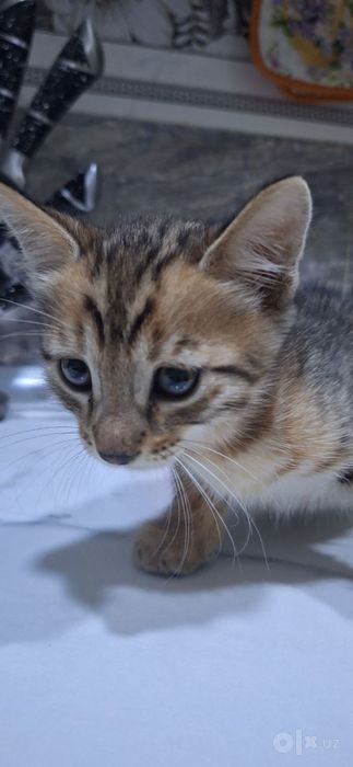 Прадаю котят за 400.$ чисто бенгальские