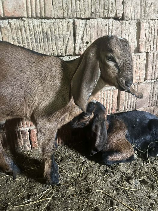 2 tapisori.   De 3 luni  angolia