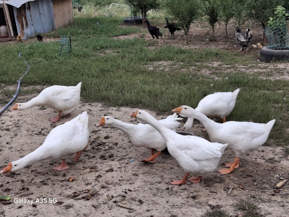 Продам гуси в хорошем состоянии