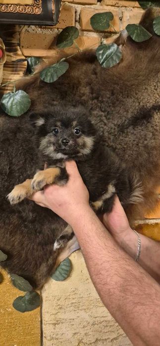 Кученца пинчери и мерлета