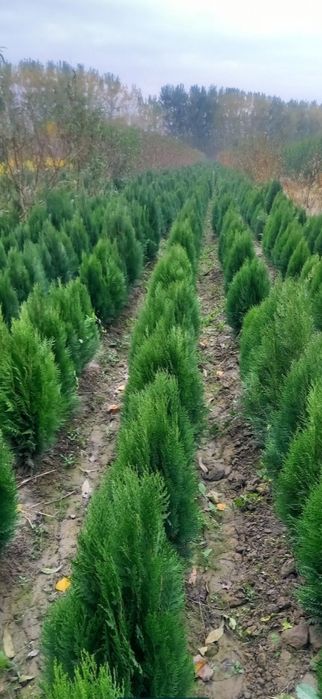 Арчалар. Сасна, Китоб. Туя можовелник сасна