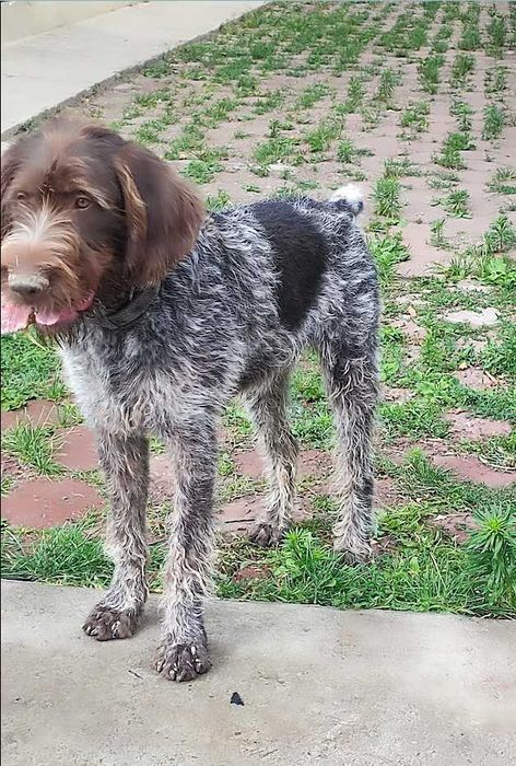 Пропала собака!1