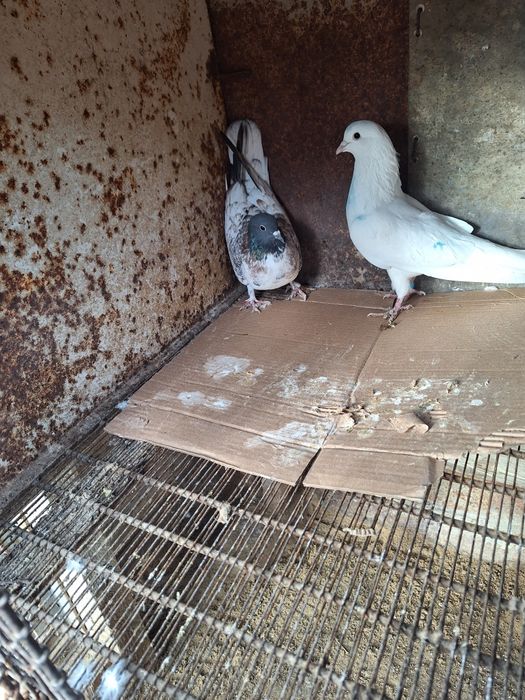 Продаётся голубей