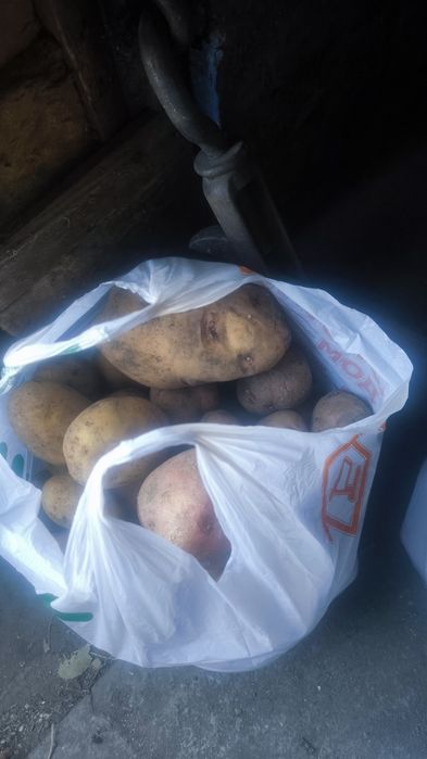 Домашний картофель