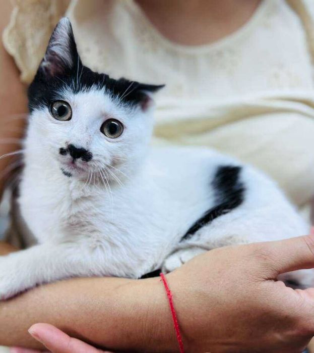 Момче коте търси дом