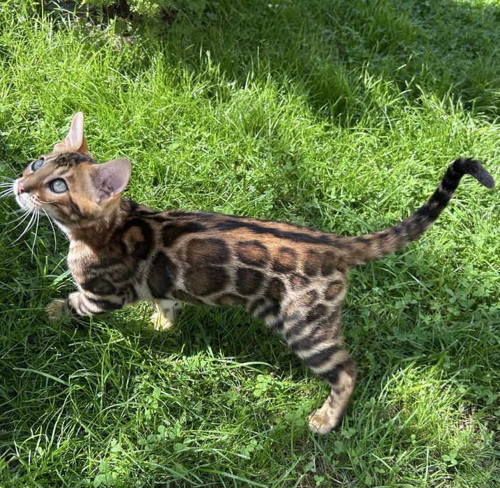 Бенгалско коте, момче, момиче